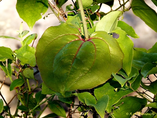 {Smilax rotundifolia}